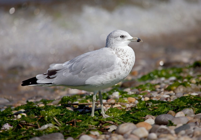 Larus delawarensis Laridae
