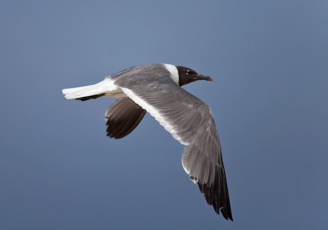 Larus atricilla Laridae