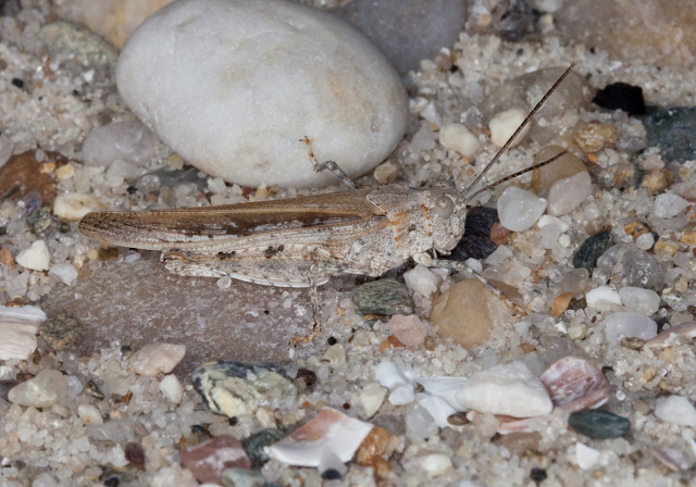 Trimerotropis maritima Acrididae