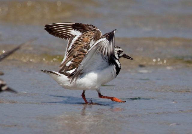 Arenaria interpres Scolopacidae