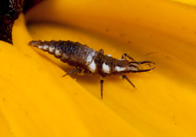   Chrysopidae
