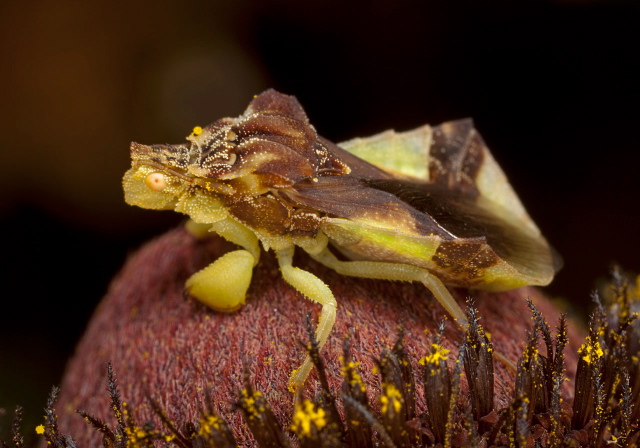 Phymata pennsylvanica? Reduviidae