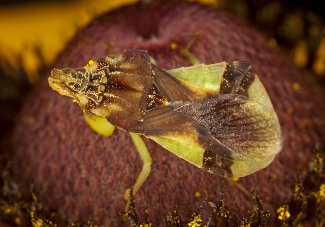 Phymata pennsylvanica? Reduviidae