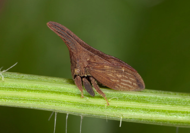Campylenchia latipes Membracidae