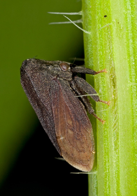 Campylenchia latipes Membracidae