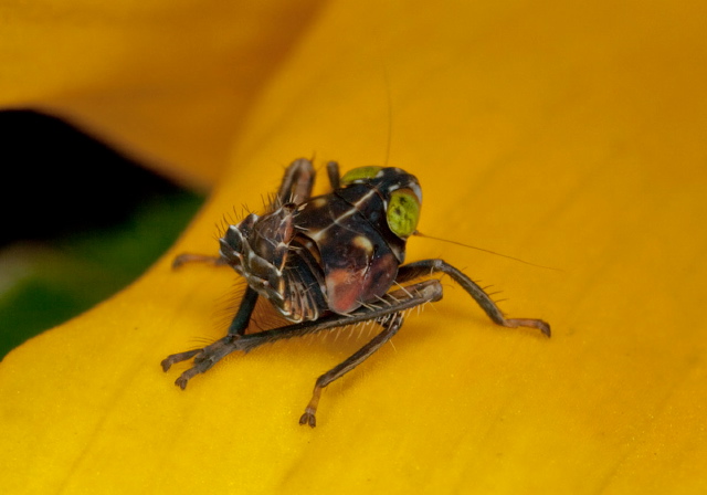 Coelidia olitoria Cicadellidae
