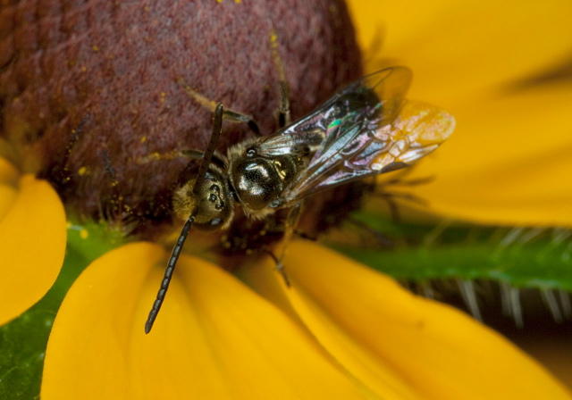 Lasioglossum (Dialictus) Halictidae