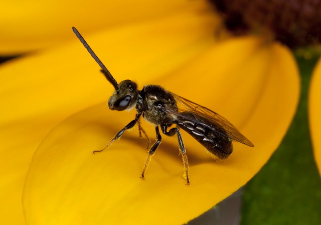 Lasioglossum (Dialictus) Halictidae