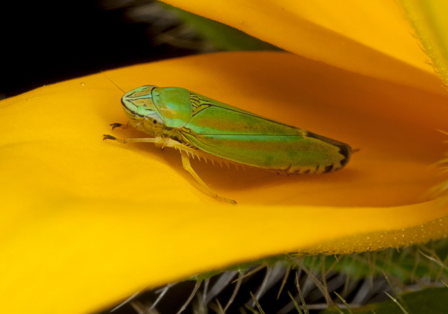 Graphocephala versuta Cicadellidae
