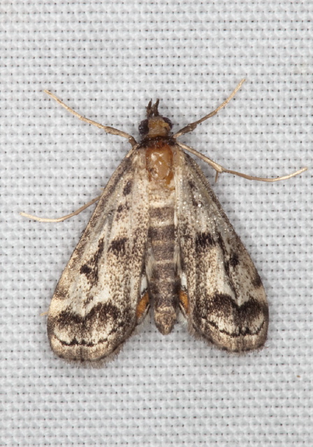 Parapoynx obscuralis Crambidae