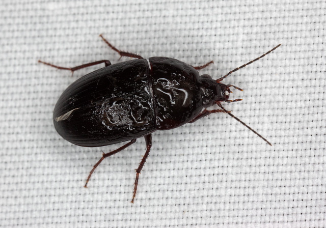 Oodes dp.? Carabidae