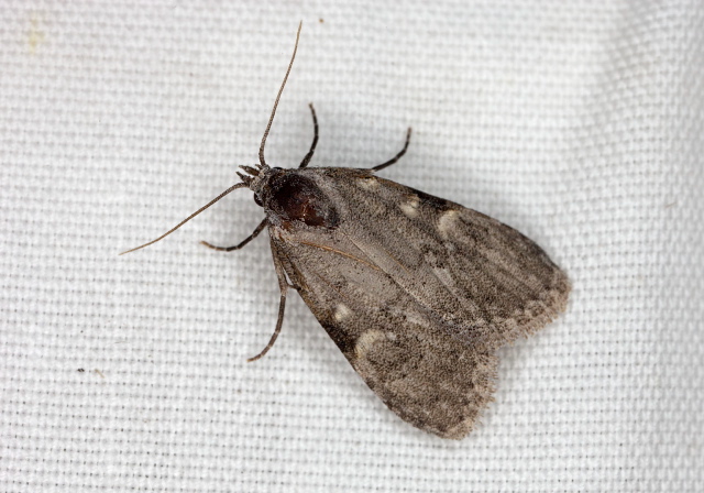 Meganola minuscula? Nolidae