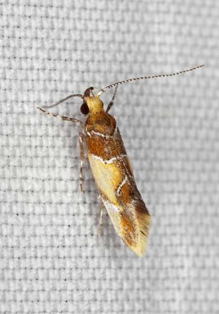Epicallima argenticinctella Oecophoridae