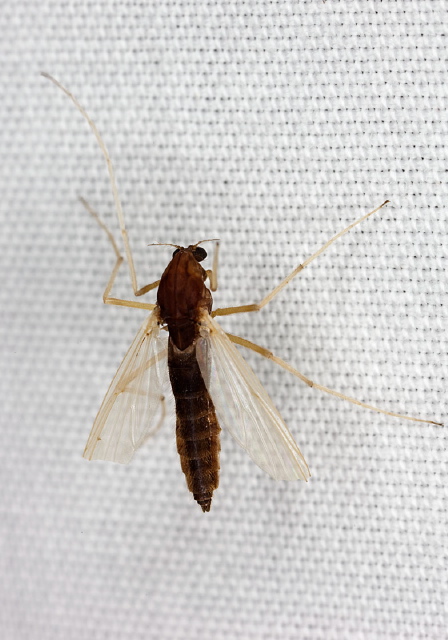   Chironomidae
