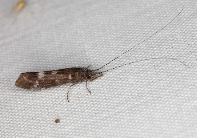 Ceraclea sp.? Leptoceridae