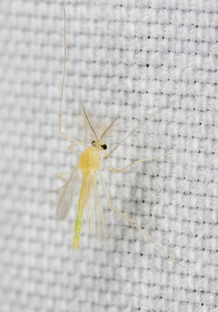   Chironomidae