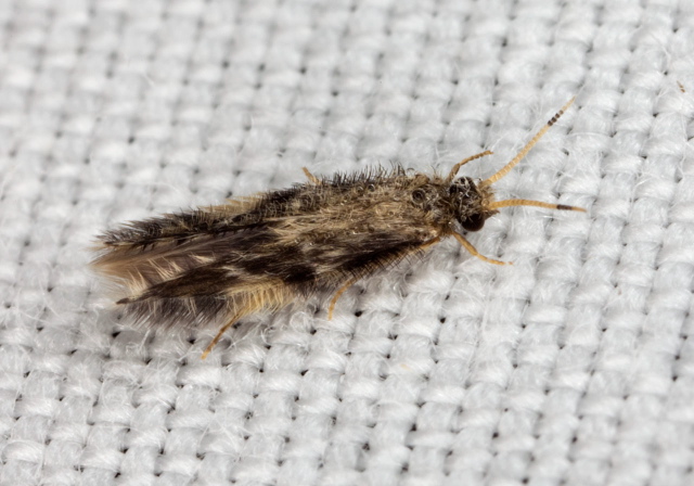   Hydroptilidae