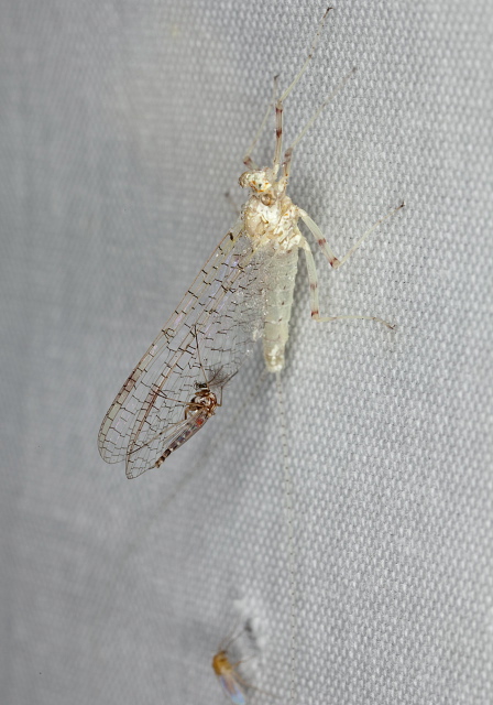Maccaffertium sp. Heptageniidae