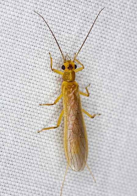 Perlesta sp. Perlidae
