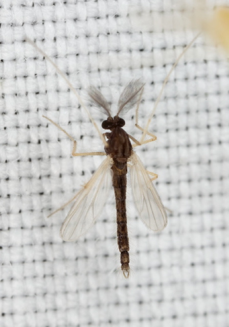 Phaenopsectra sp. Chironomidae