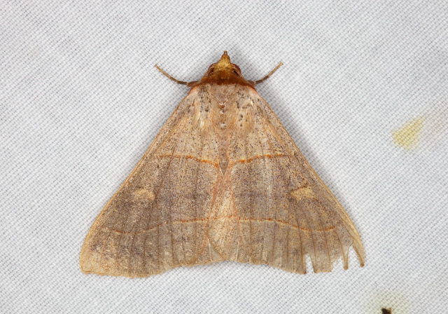 Panopoda rufimargo Erebidae