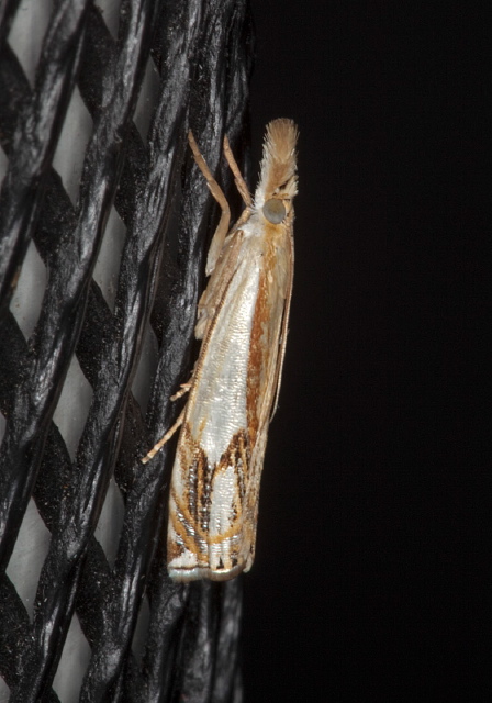 Crambus agitatellus Crambidae