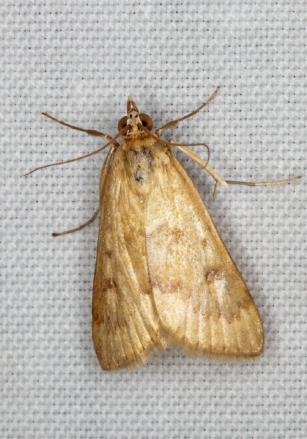 Achyra rantalis Crambidae