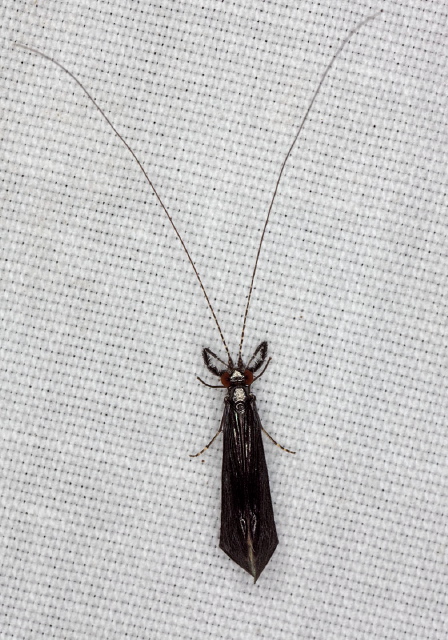 Mystacides sepulchralis? Leptoceridae