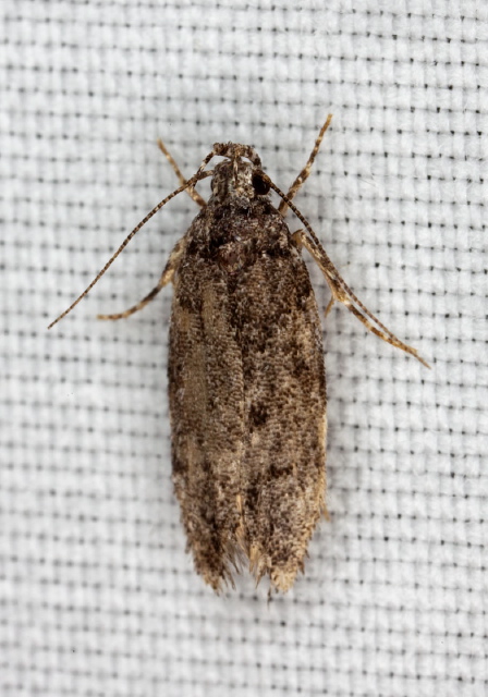 Telphusa latifasciella Gelechiidae