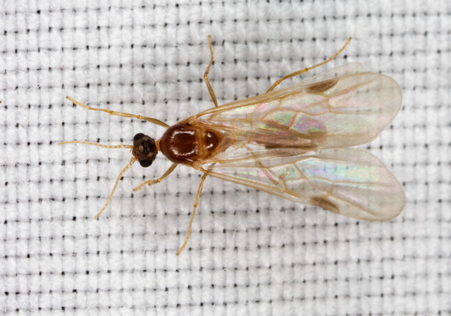 Pheidole sp. Formicidae