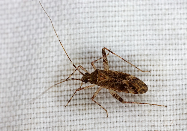 Phytocoris sp. Miridae