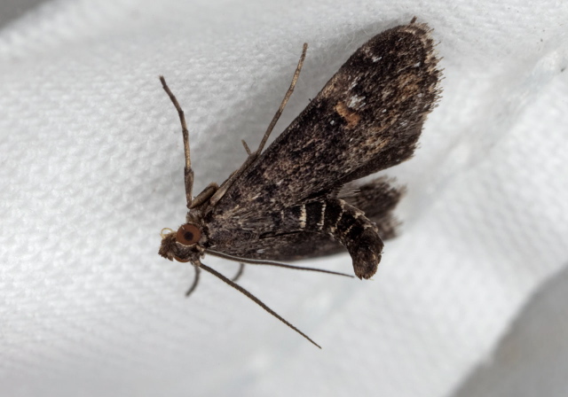 Synclita obliteralis Crambidae