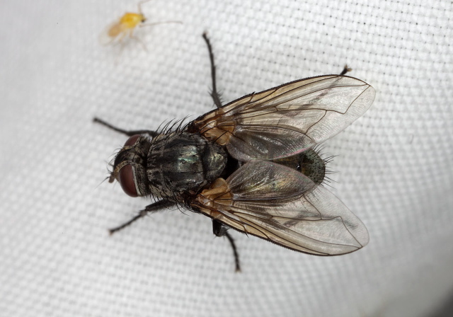  Tachinidae?