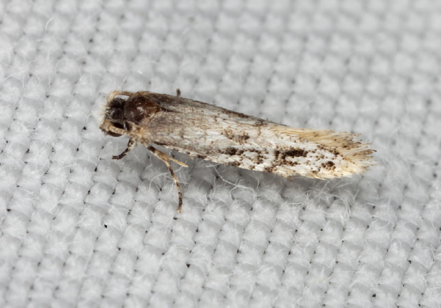   Tineidae