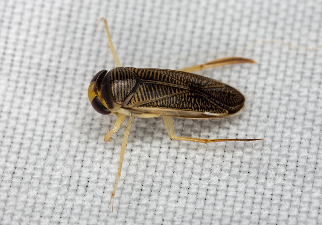   Corixidae