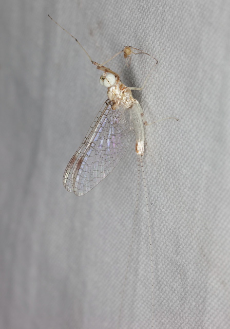 Maccaffertium sp. Heptageniidae