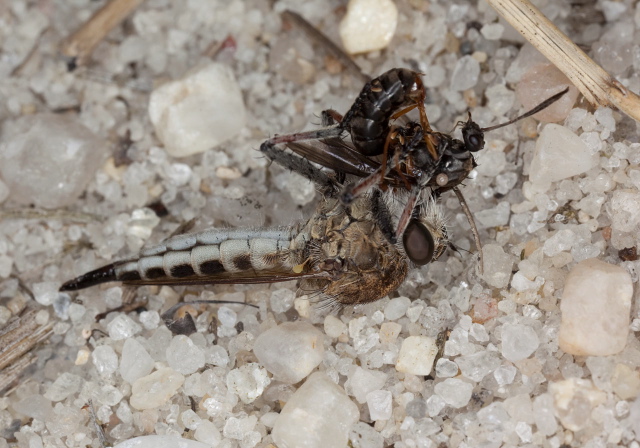 Efferia albibarbis? Asilidae