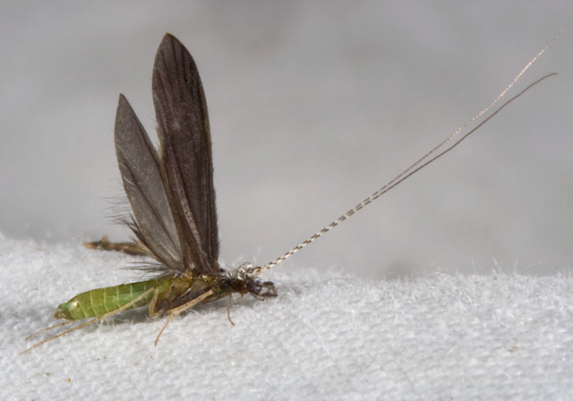   Leptoceridae