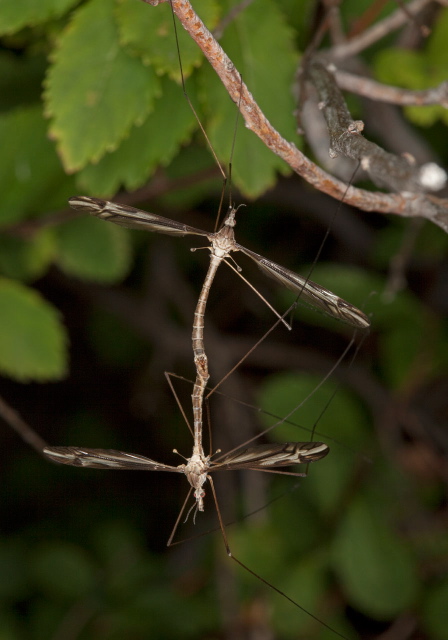 Tipula (Yamatotipula) furca Tipulidae