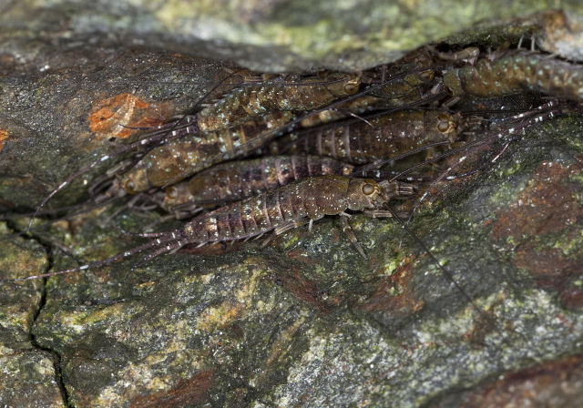Petrobius brevistylus? Machilidae
