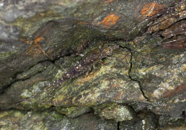 Petrobius brevistylus? Machilidae