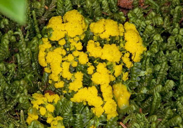 Fuligo septica Physaridae