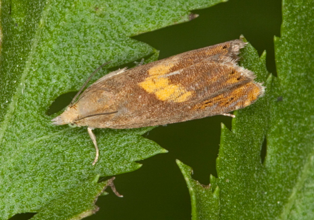 Dichrorampha sp. Tortricidae