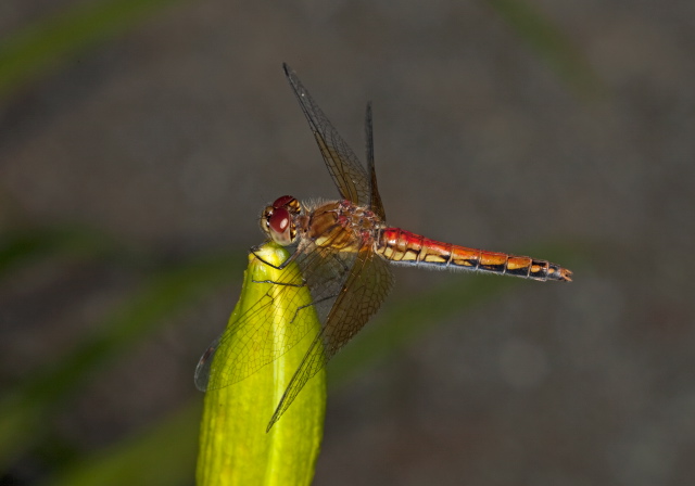 Sympetrum semicinctum Libellulidae