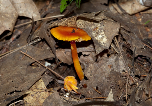 Hygrocybe sp? Tricholomataceae