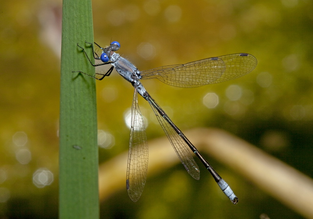 Lestes forcipatus Lestidae