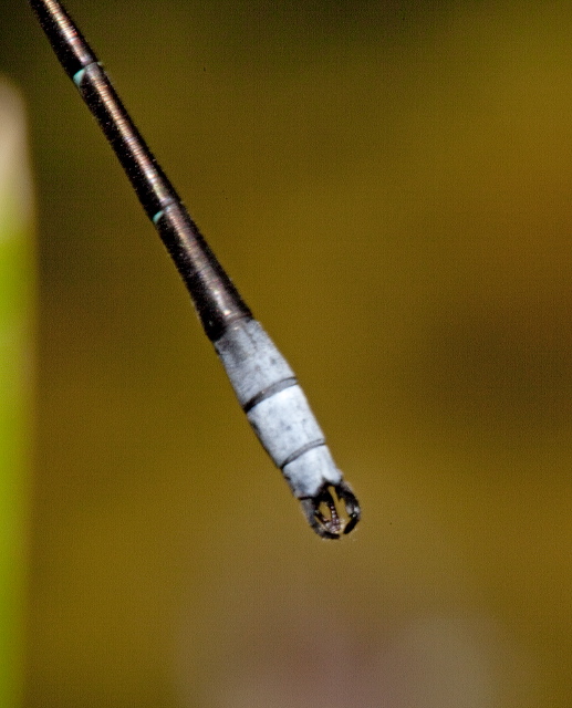 Lestes forcipatus Lestidae