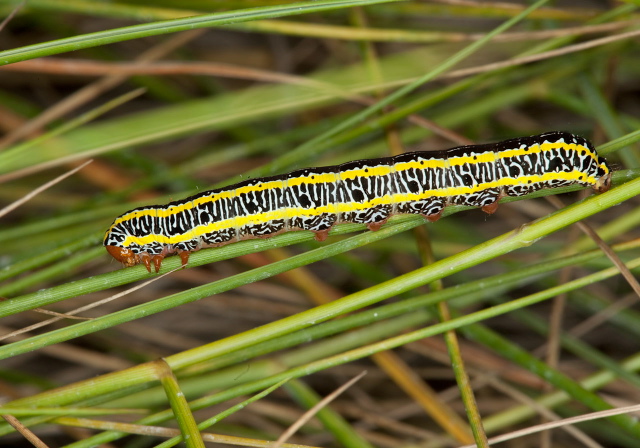 Melanchra picta Noctuidae