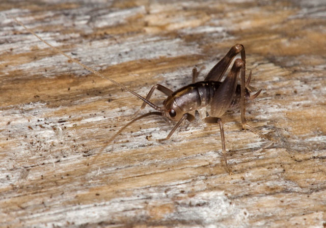 Ceuthophilus maculatus? Rhaphidophoridae