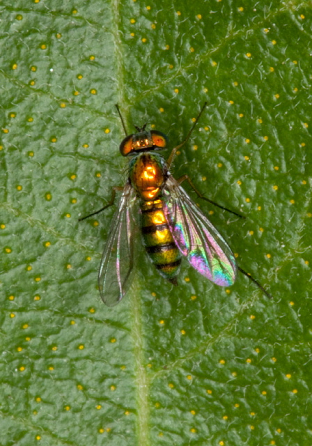   Dolichopodidae